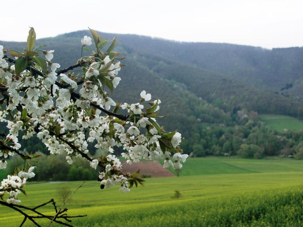 Landhaus Am Westerwald Martinfeld المظهر الخارجي الصورة